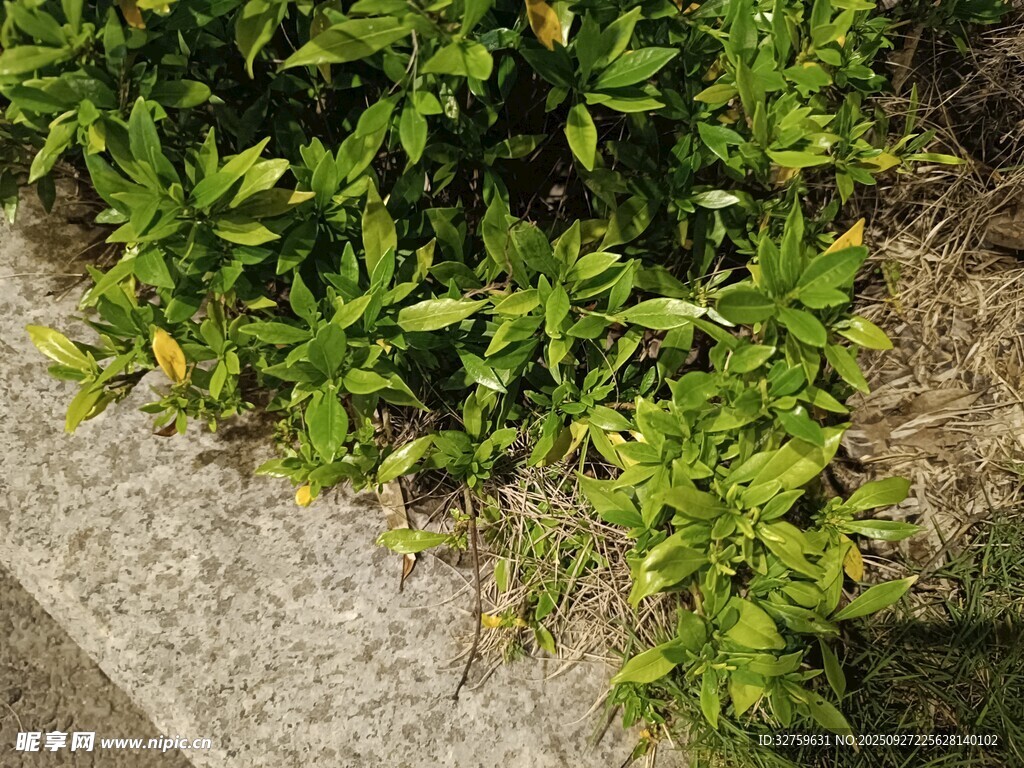 路边翠绿的灌木丛