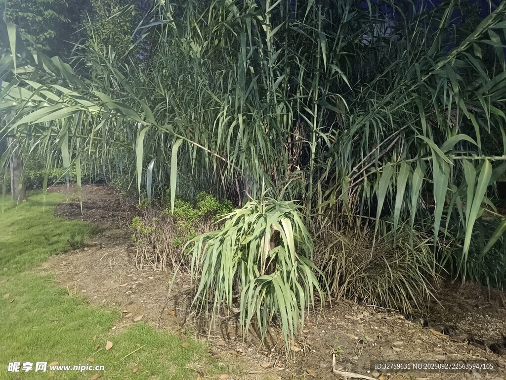 户外绿植景观