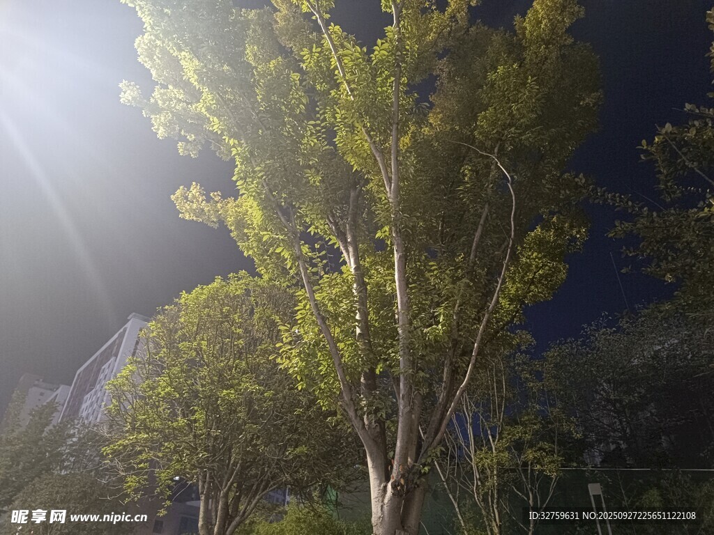 阳光照耀下的葱郁树木