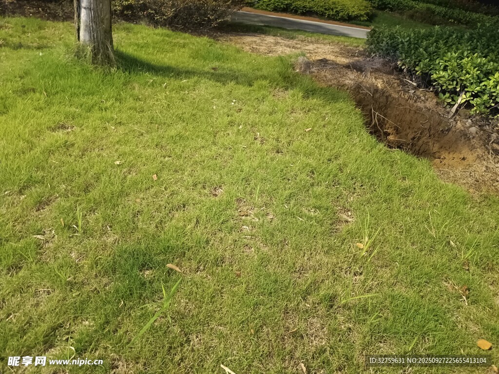 户外草地与树木景观