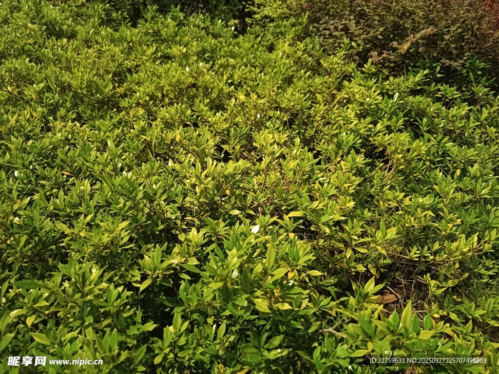 繁茂绿植景观