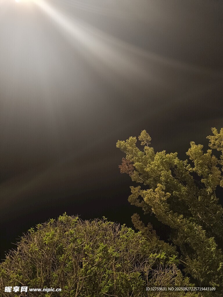 林间晨光 