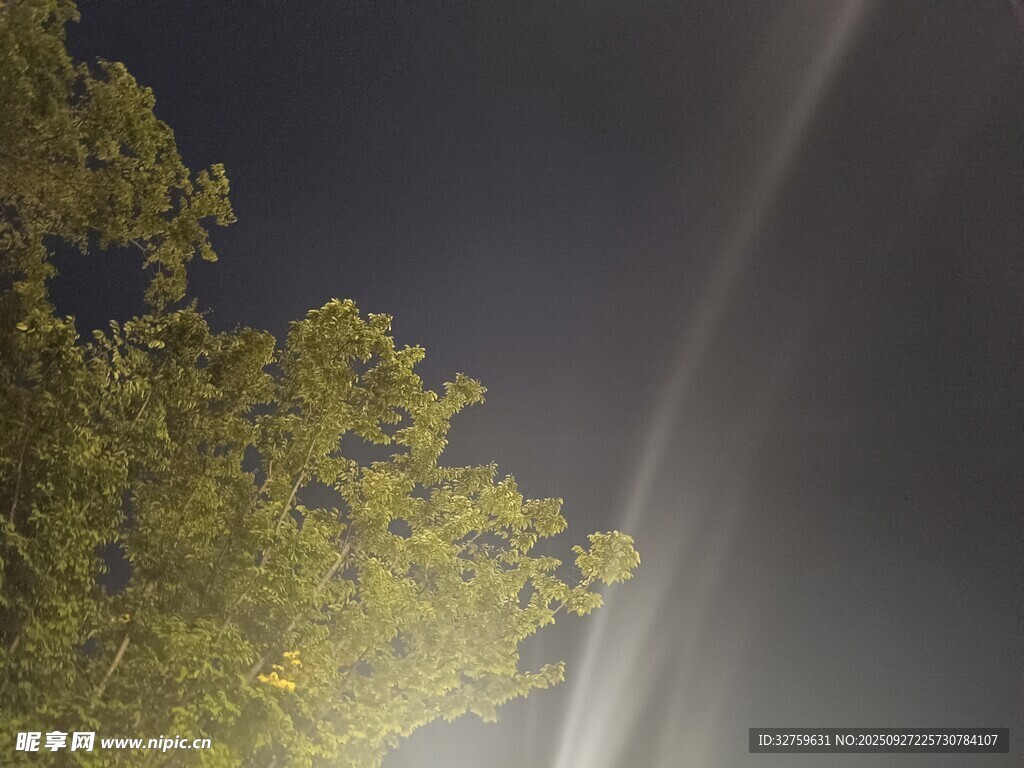 夜空下的树梢与光束