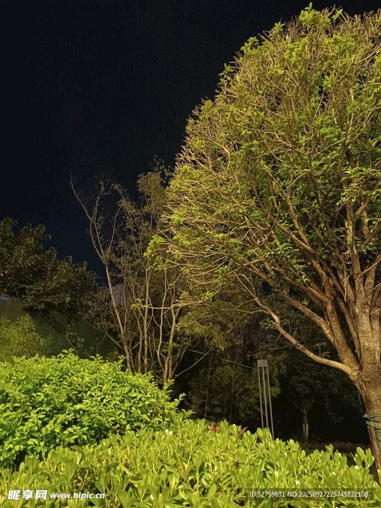夜晚树林中的绿植景观