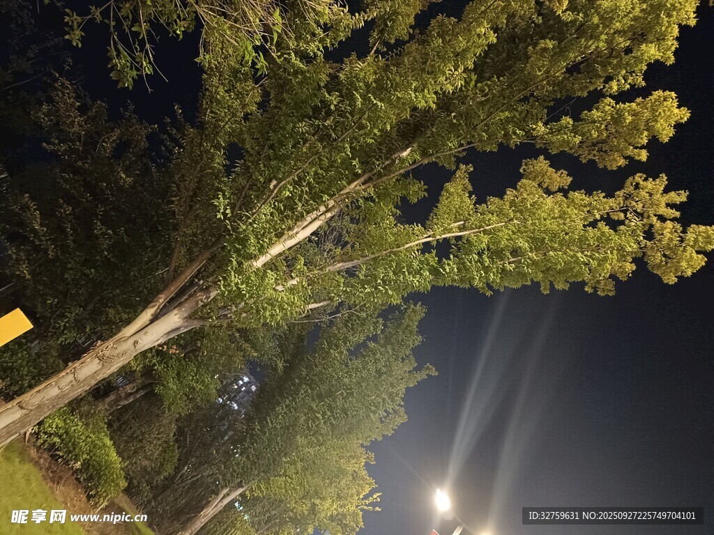 夜晚林间灯光下的树木