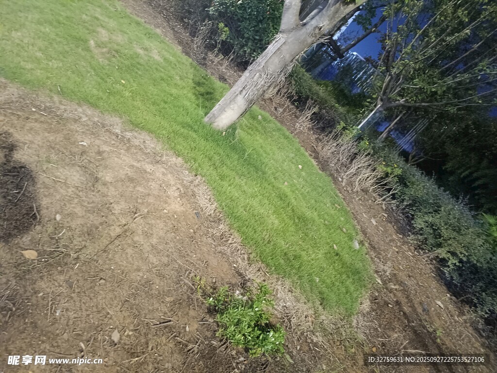 户外草地树木景观