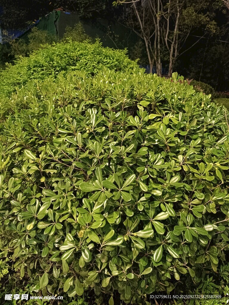 翠绿繁茂的灌木丛