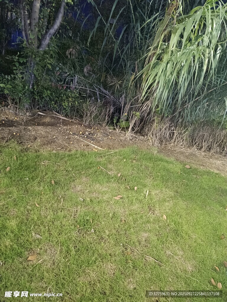 户外草地旁的绿植景观