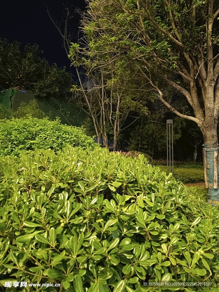 夜晚绿植景观