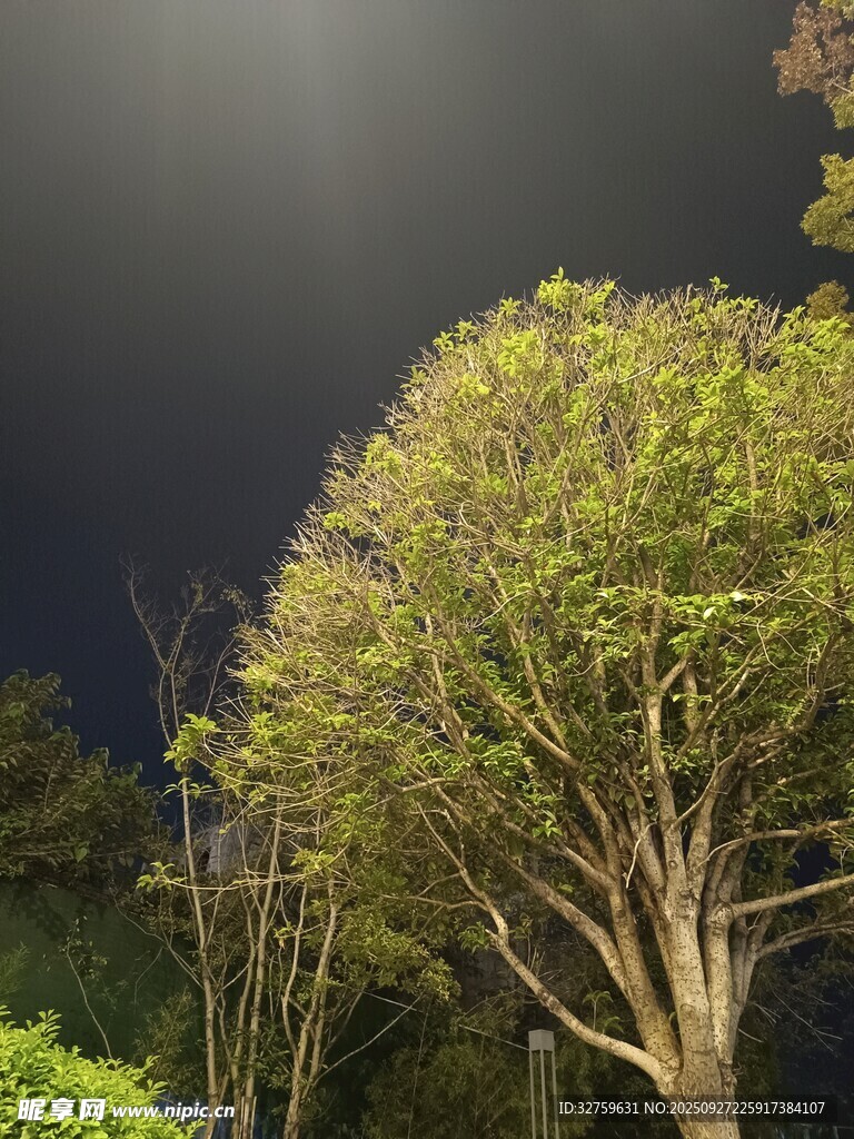 夜幕下的葱郁树木