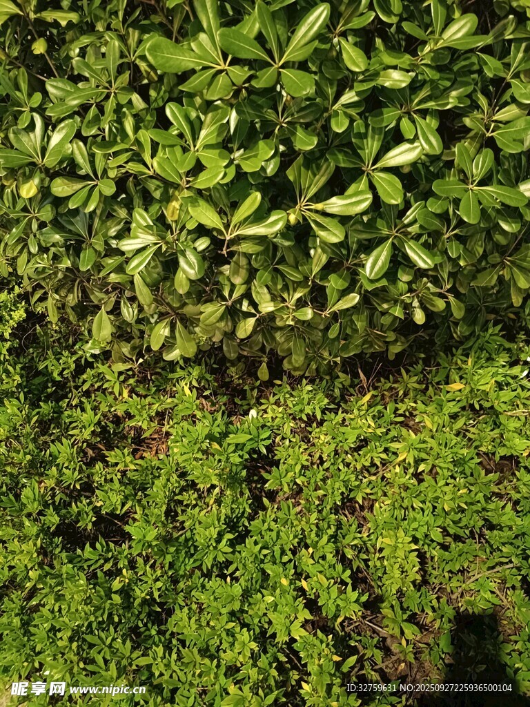 繁茂绿植景观