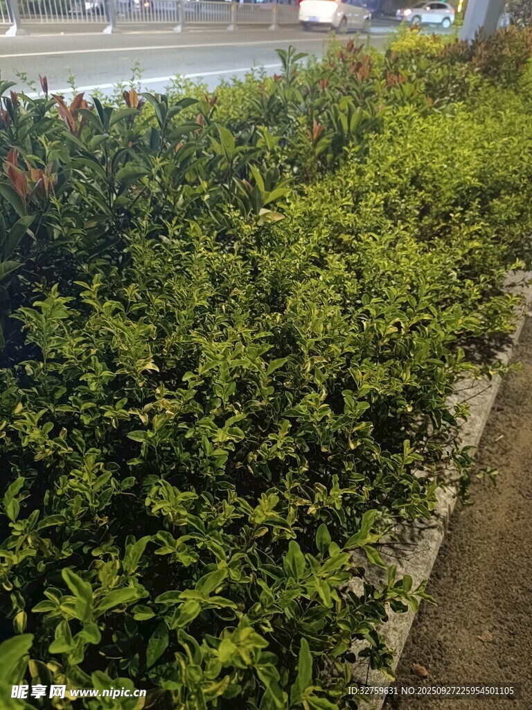 路边绿植景观