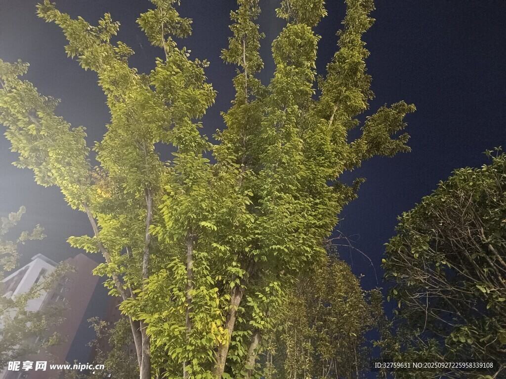夜幕下的葱郁树木