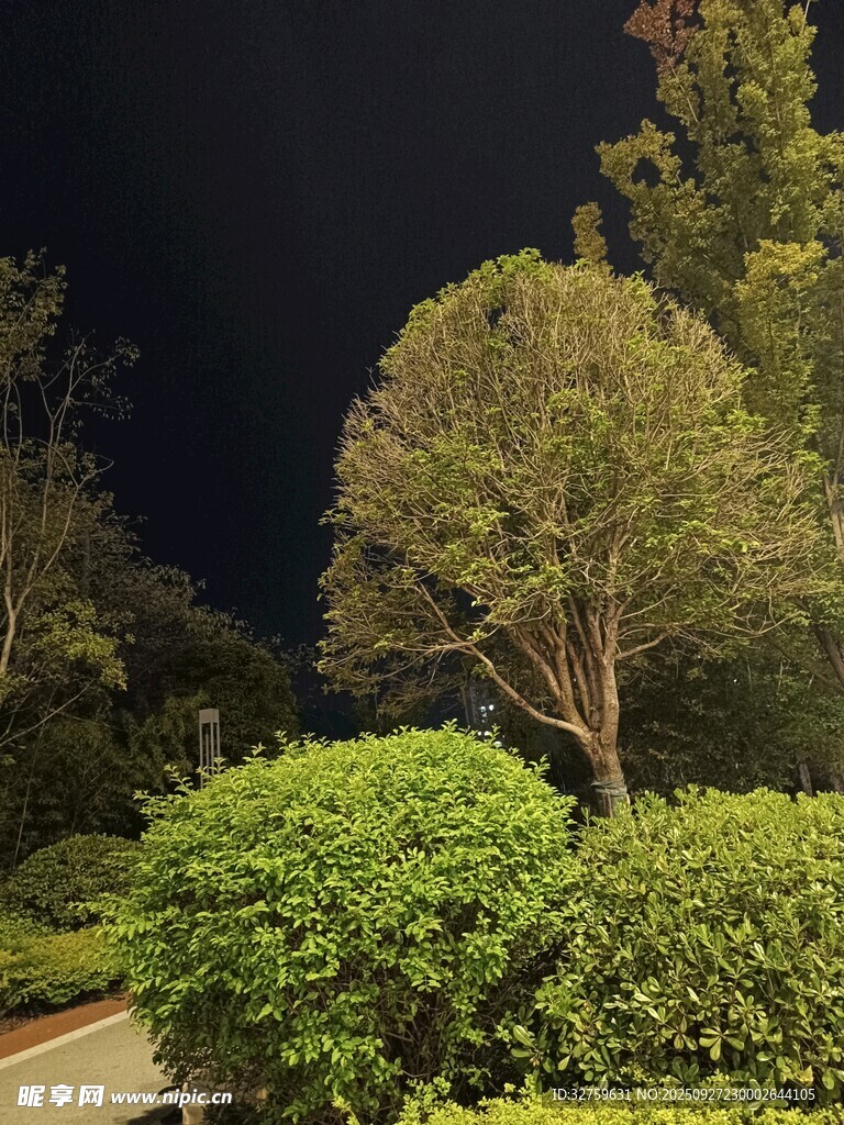 夜晚绿植景观