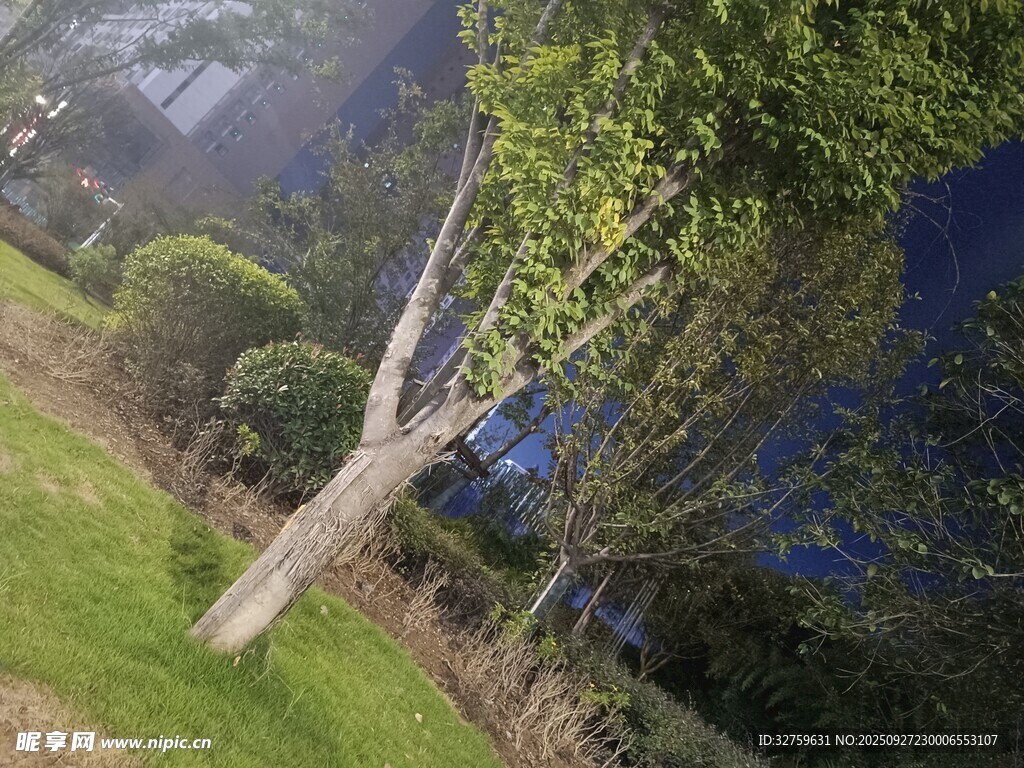 户外绿意盎然的自然景致
