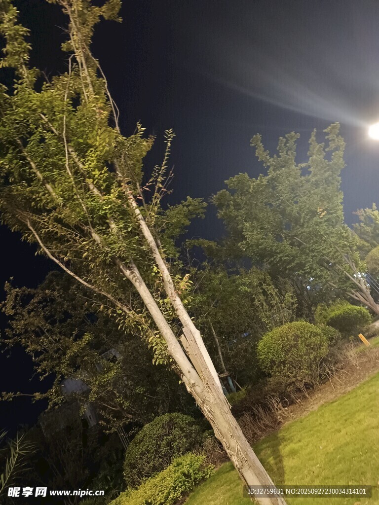 夜晚公园中的树木景观