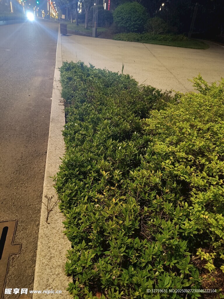 路边翠绿灌木丛夜景