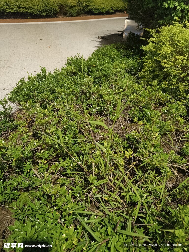 翠绿繁茂的户外灌木丛