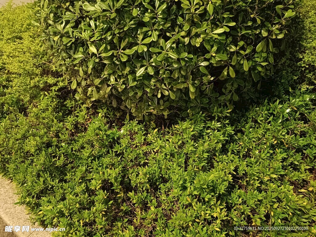 绿意盎然的植物景观