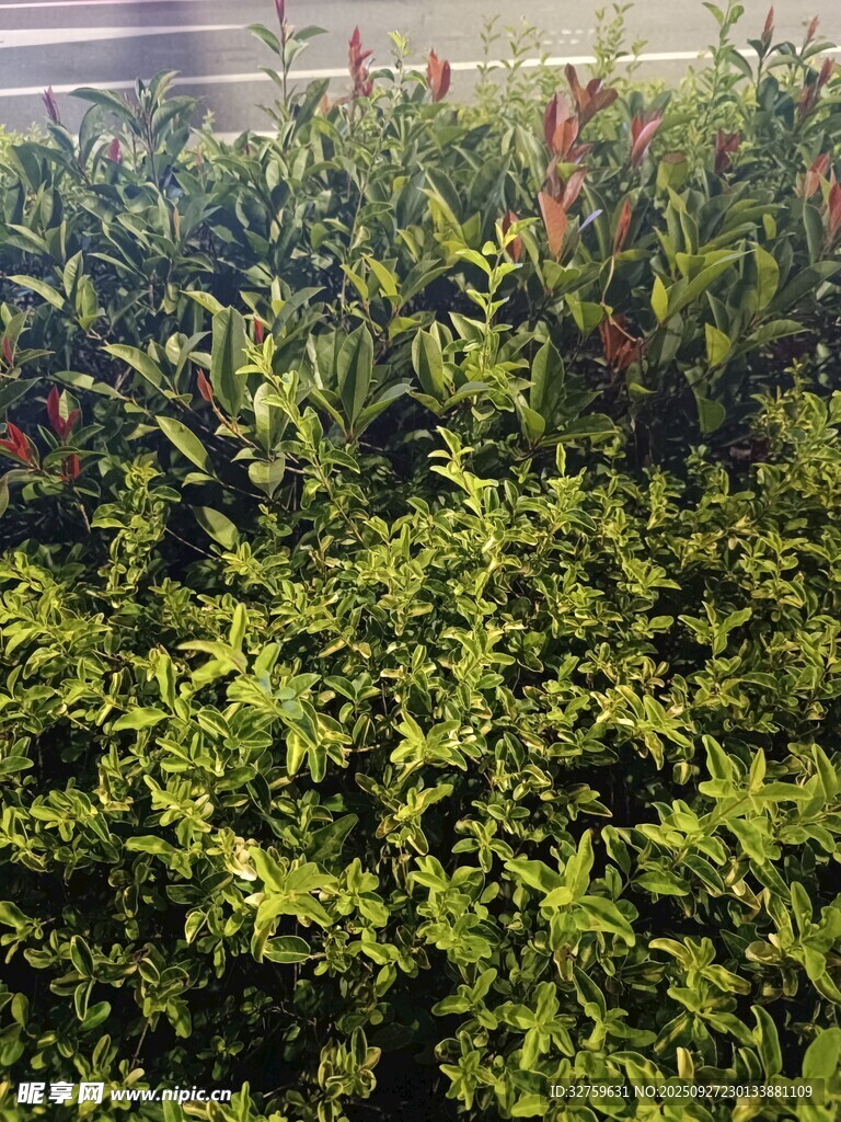 繁茂绿植景观