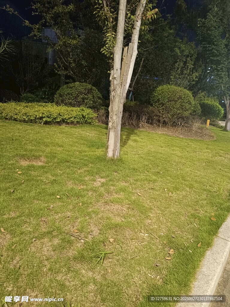 户外草坪景色
