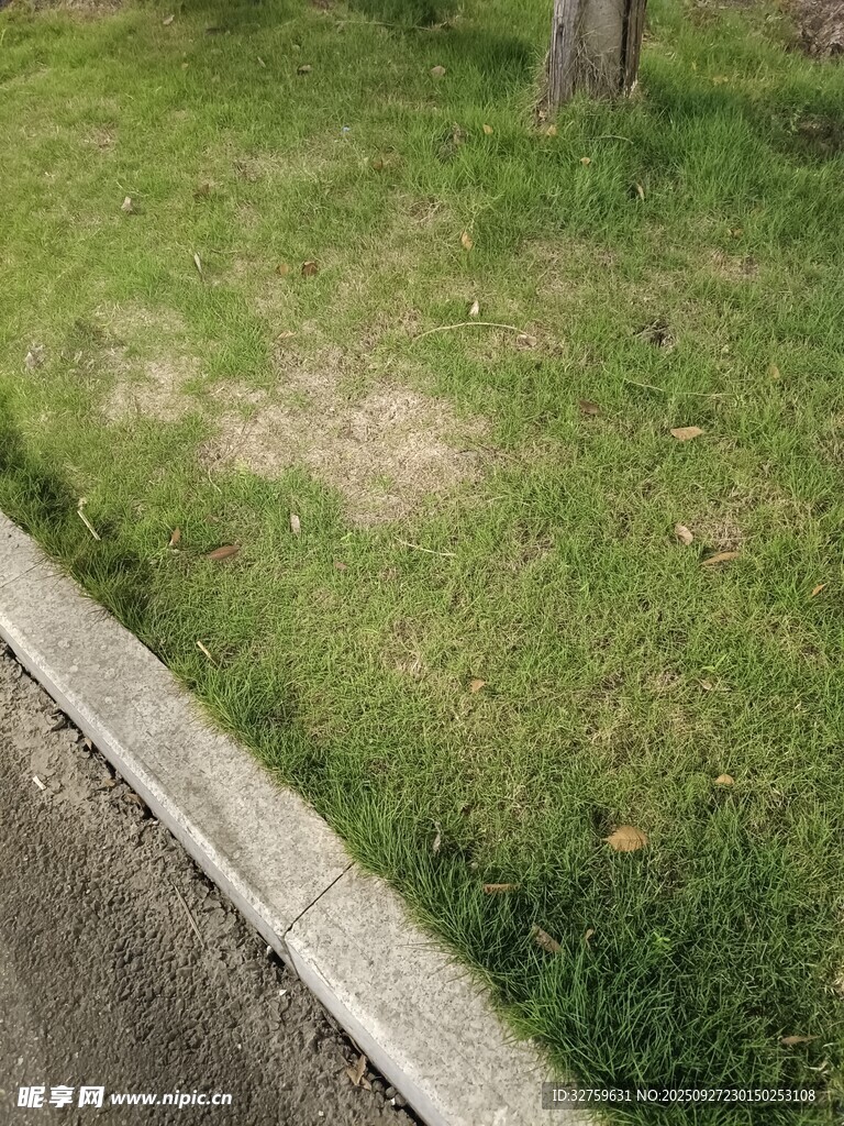 路边草地景象