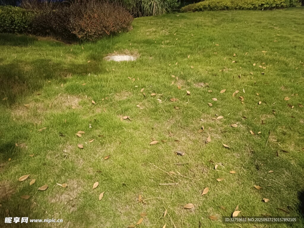 绿意盎然的草地景观
