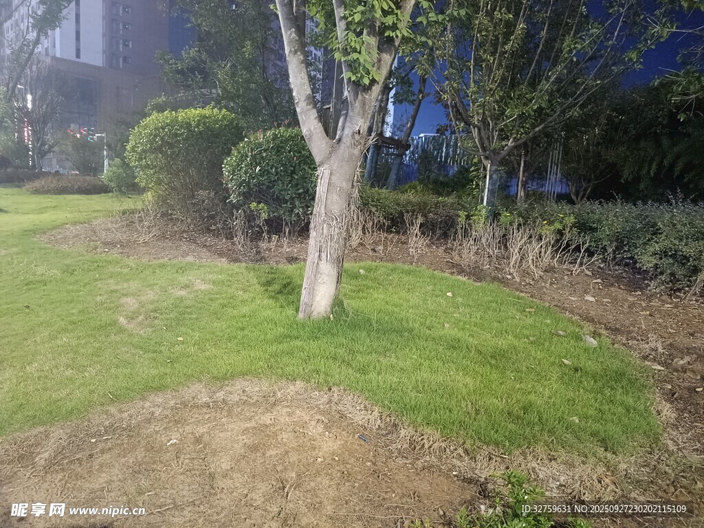 夜晚公园中的绿植景观