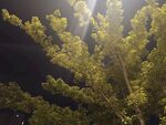 夜中绿树沐浴明亮光线