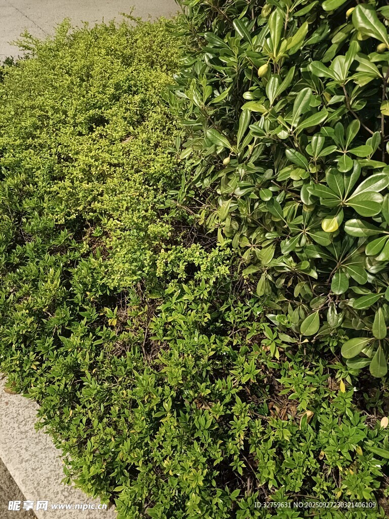 路边翠绿繁茂的灌木丛