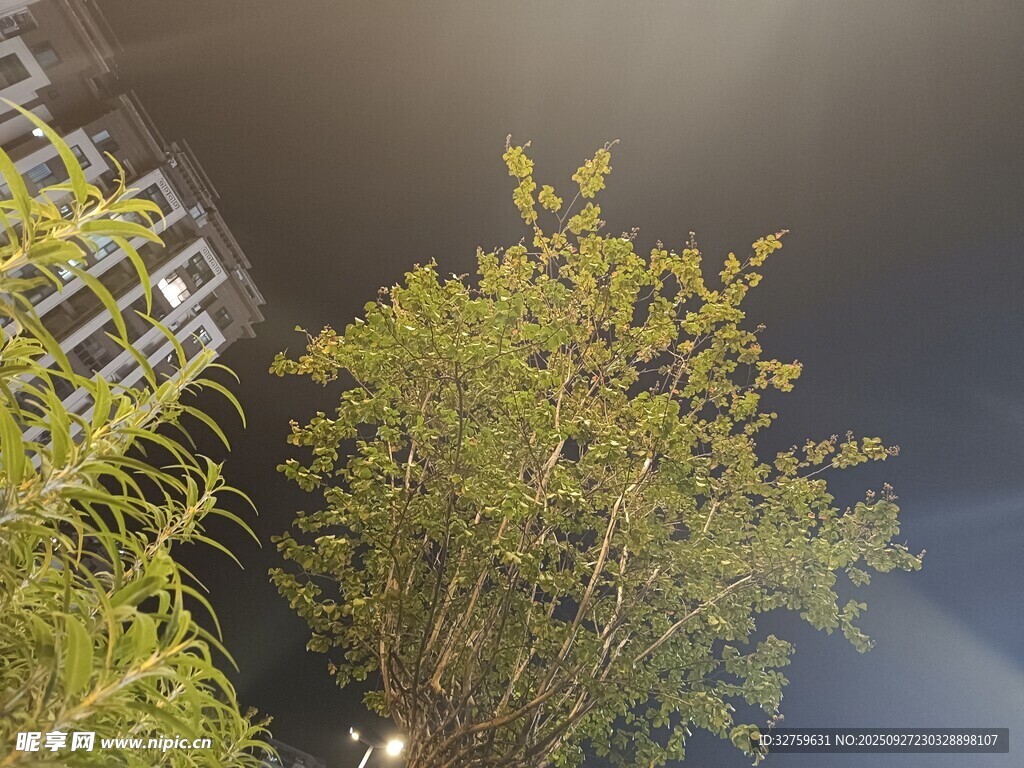 夜间绿植 