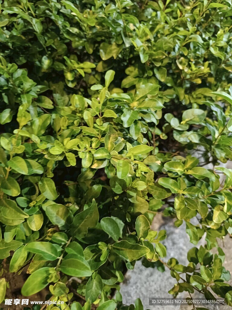 翠绿繁茂的灌木丛景观