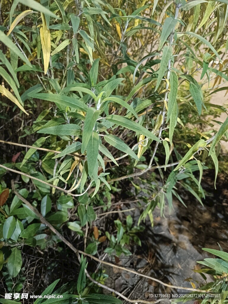 溪边繁茂绿植景观