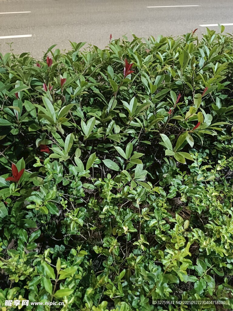 绿叶繁茂的灌木丛
