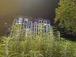 夜中绿植与朦胧建筑景观