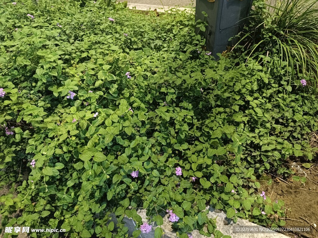 绿叶丛中的紫色小花