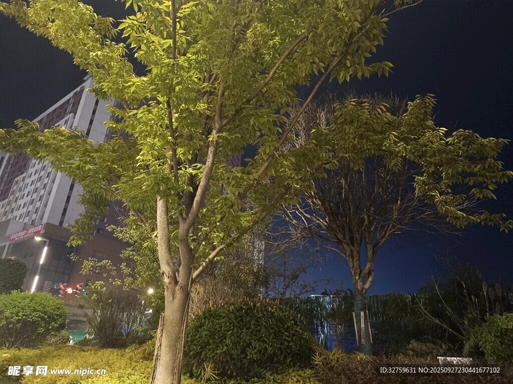 城市夜景中的葱郁树木