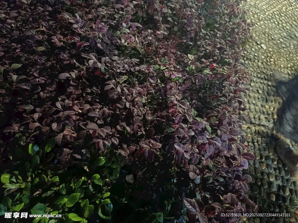 紫色植物墙景观
