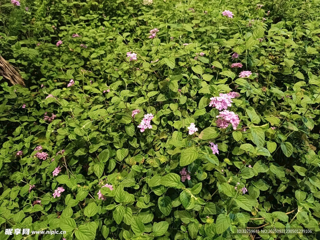绿叶丛中的粉嫩小花