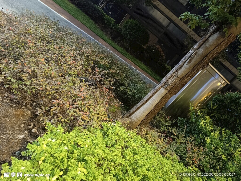 路边绿植与木质设施景观