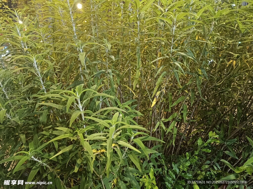 翠绿竹林