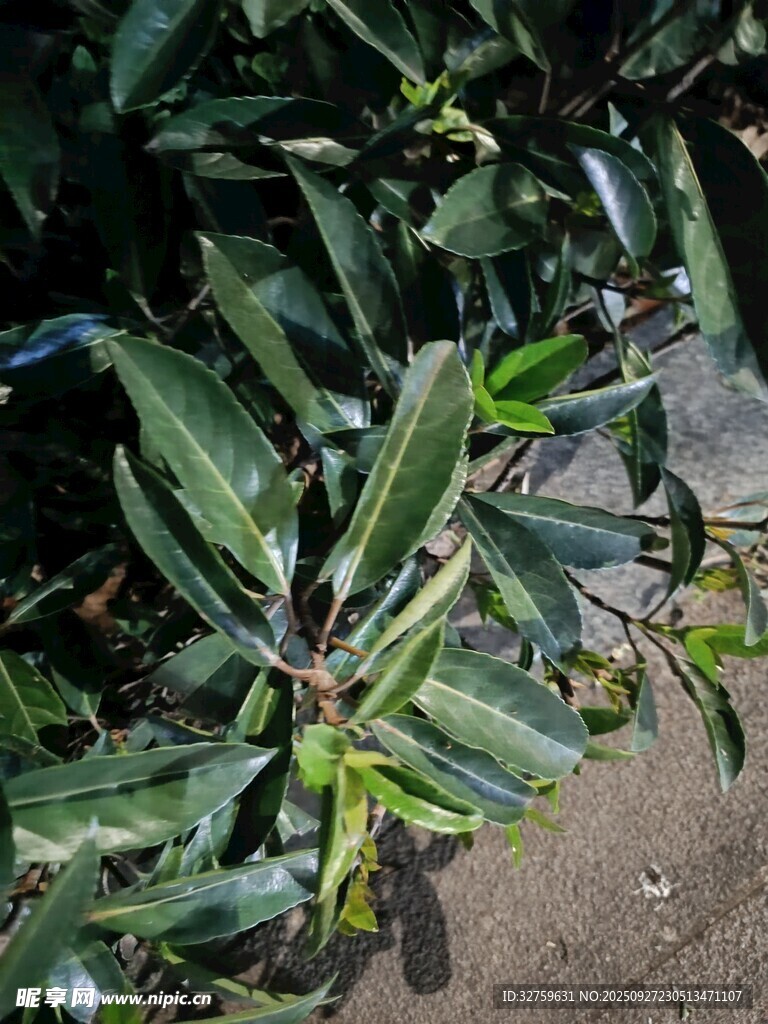 绿叶植物特写