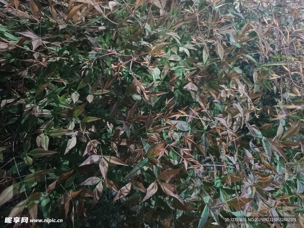 茂密绿植景观