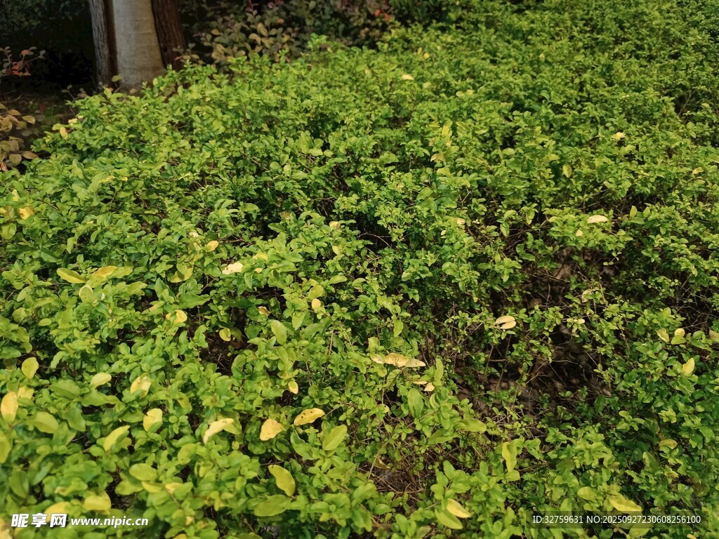 翠绿繁茂的地面绿植景观