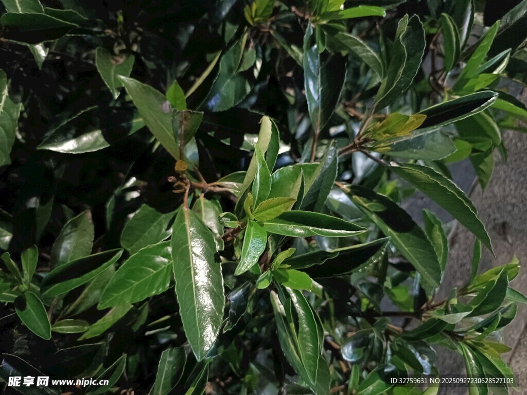 绿叶繁茂的植物特写