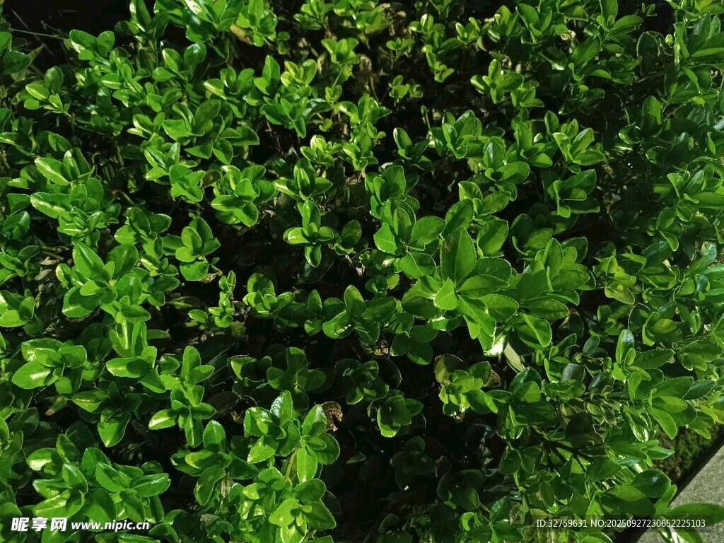 翠绿繁茂的植物景观