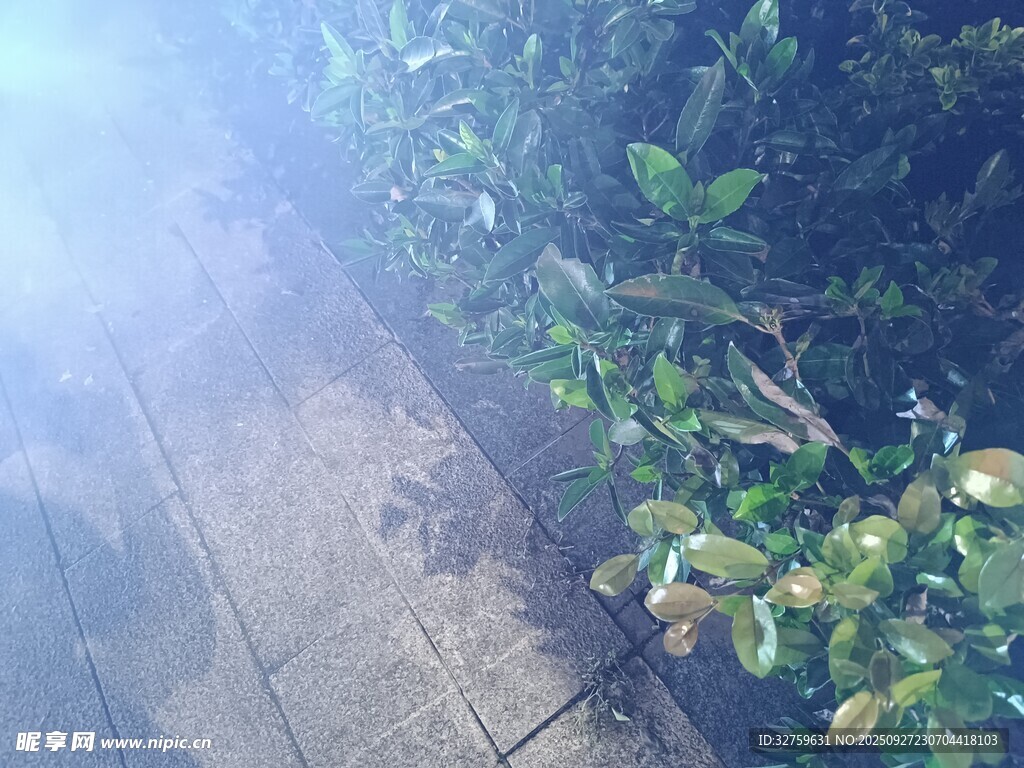 阳光洒落的绿植小径