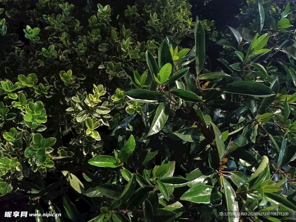 夜间绿植特写