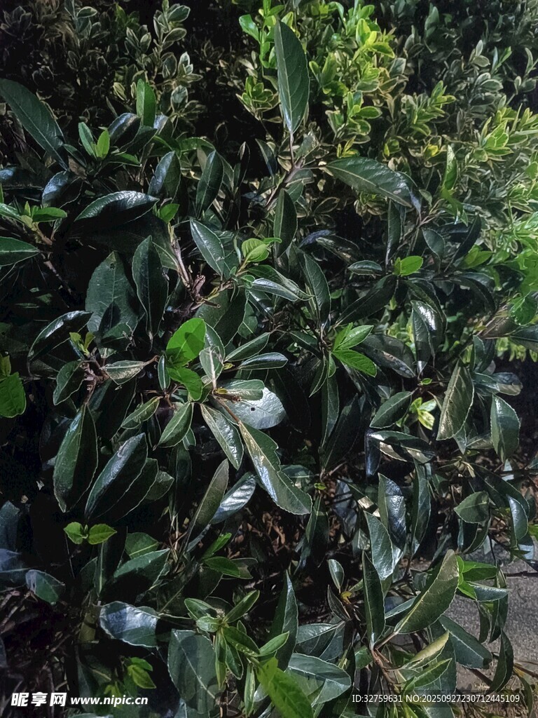 繁茂绿植景观
