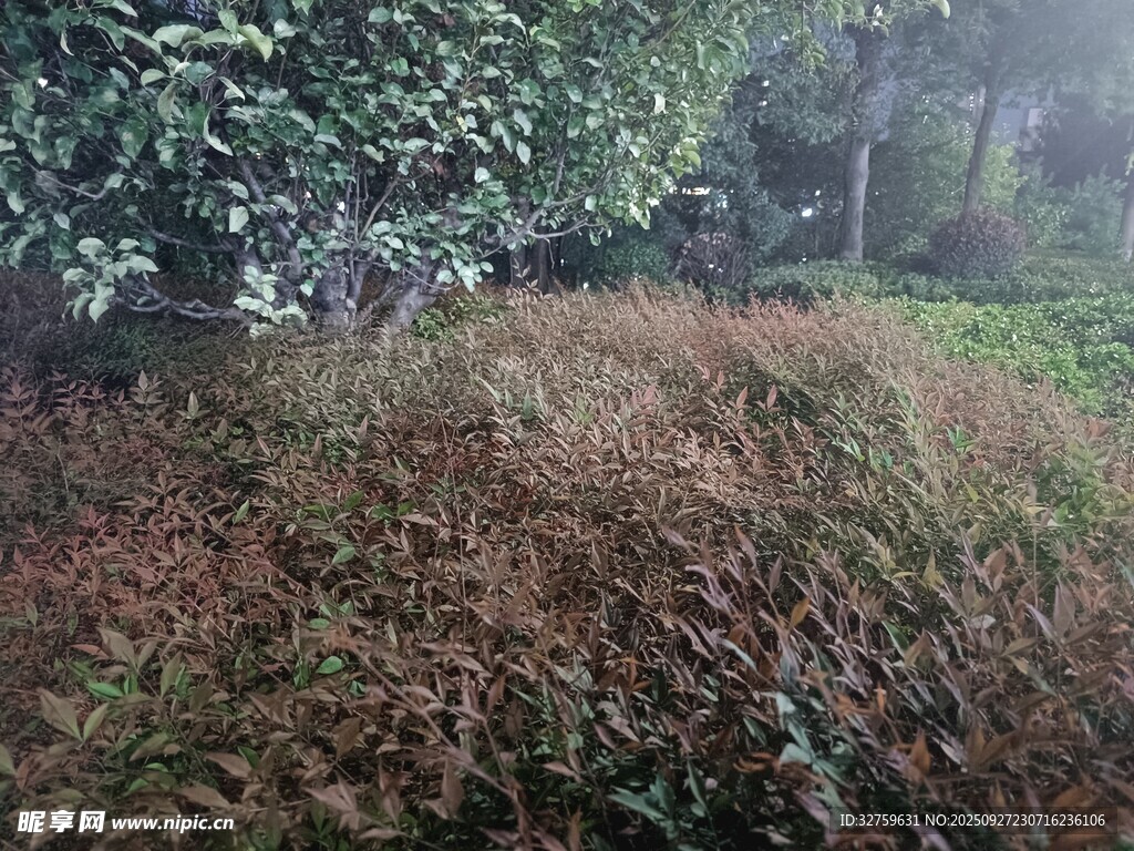 林间草地 